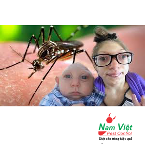 Virus Zika có khả năng đầy lùi nhờ phát hiện mới