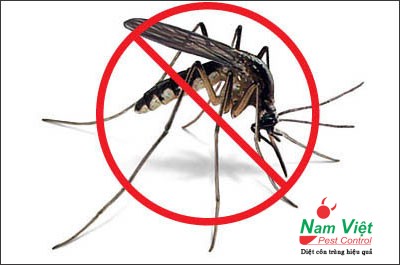 Tiêu diệt muỗi - bảo vệ sức khỏe của chúng ta
