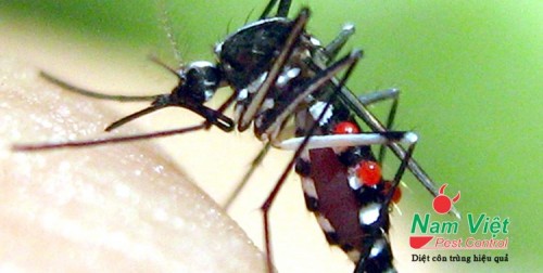 Cung cấp các loại máy phun thuốc diệt muỗi hiệu quả
