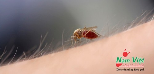 Cung cấp dịch vụ và máy phun thuốc diệt muỗi