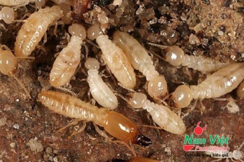 cách diệt mối9