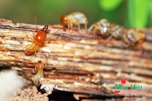 một số kiến đang bò trên một cành cây gỗ