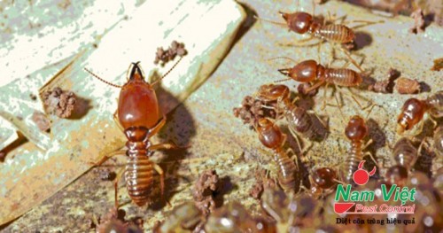 6 sai lầm khiến mối mọt bùng phát trong nhà mà bạn không ngờ