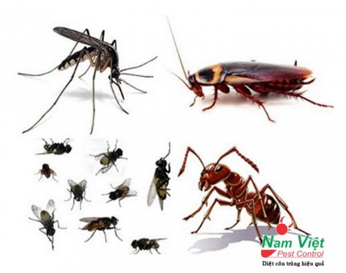 Dịch vụ phun diệt muỗi, diệt kiến, gián... giá rẻ tại khu vực Tp Hồ Chí Minh, Bình Dương, Đồng Nai, Long An