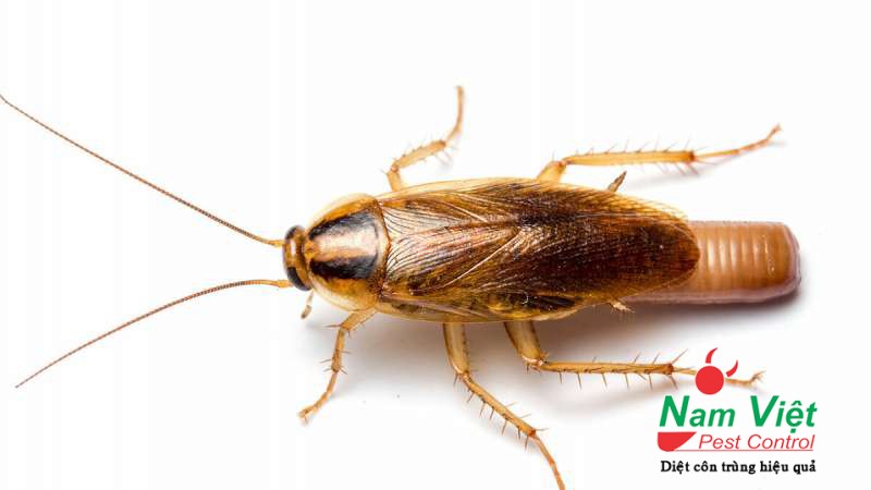 Diệt Gián Đức hiệu quả ở Thành phố Hồ Chí Minh và các khu vực khác: Long An, Tây Ninh, Bình Dương, Đồng Nai