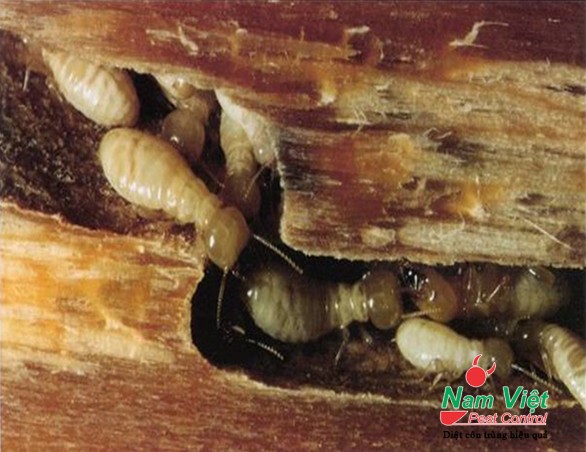 Phòng trừ mối tại các công trình xây dựng