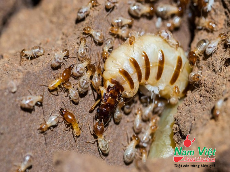 Dịch vụ diệt mối tại Quy Nhơn