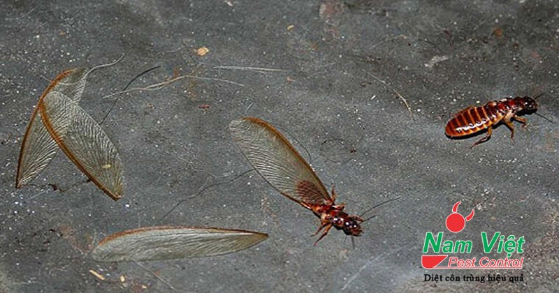 bo qua dau hieu moi canh bay vao nha