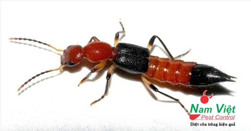 kien ba khoang la gi