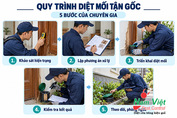 Quy trình diệt mối tận gốc 5 bước của chuyên gia